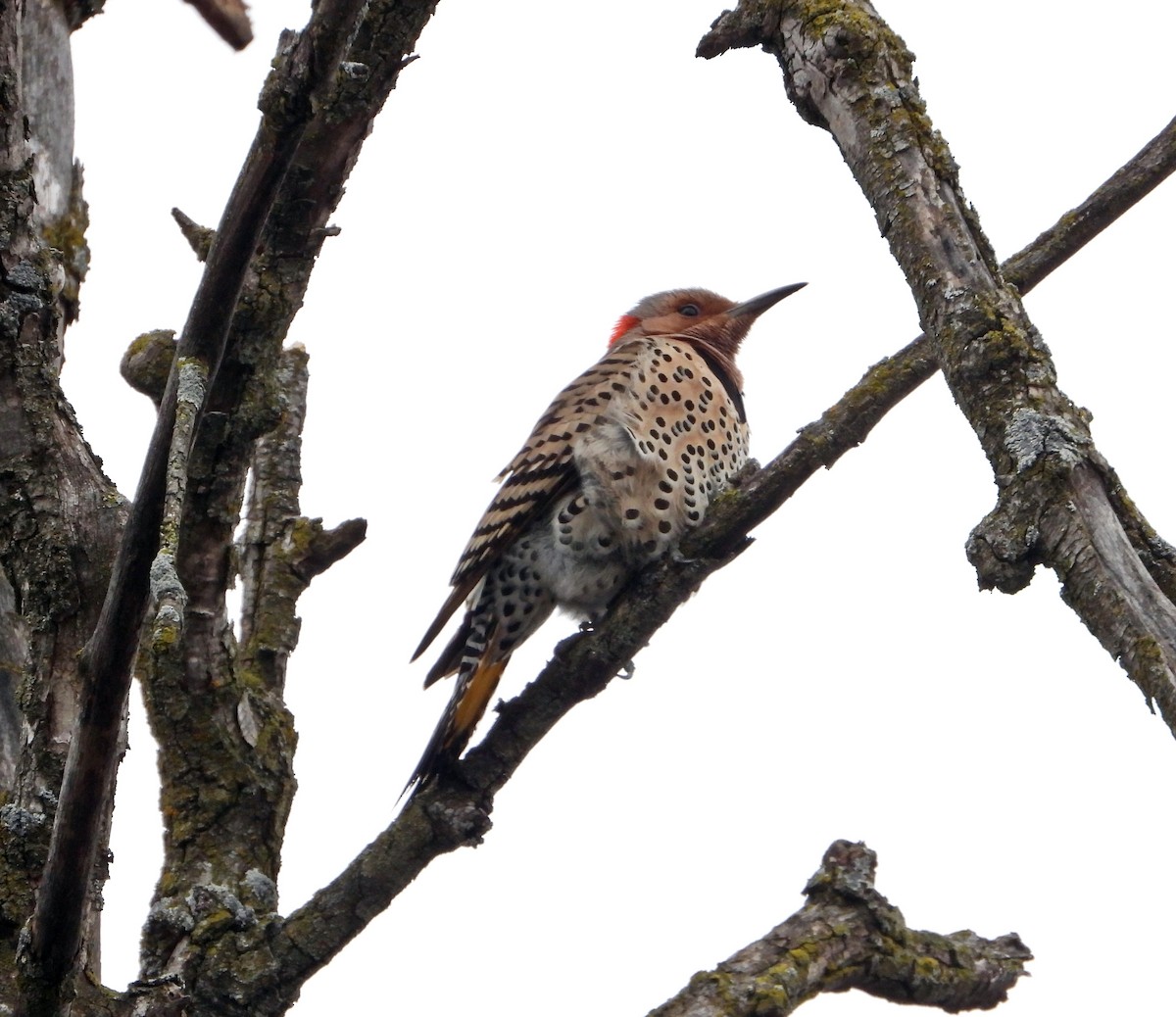 Northern Flicker - Pauline Binetruy