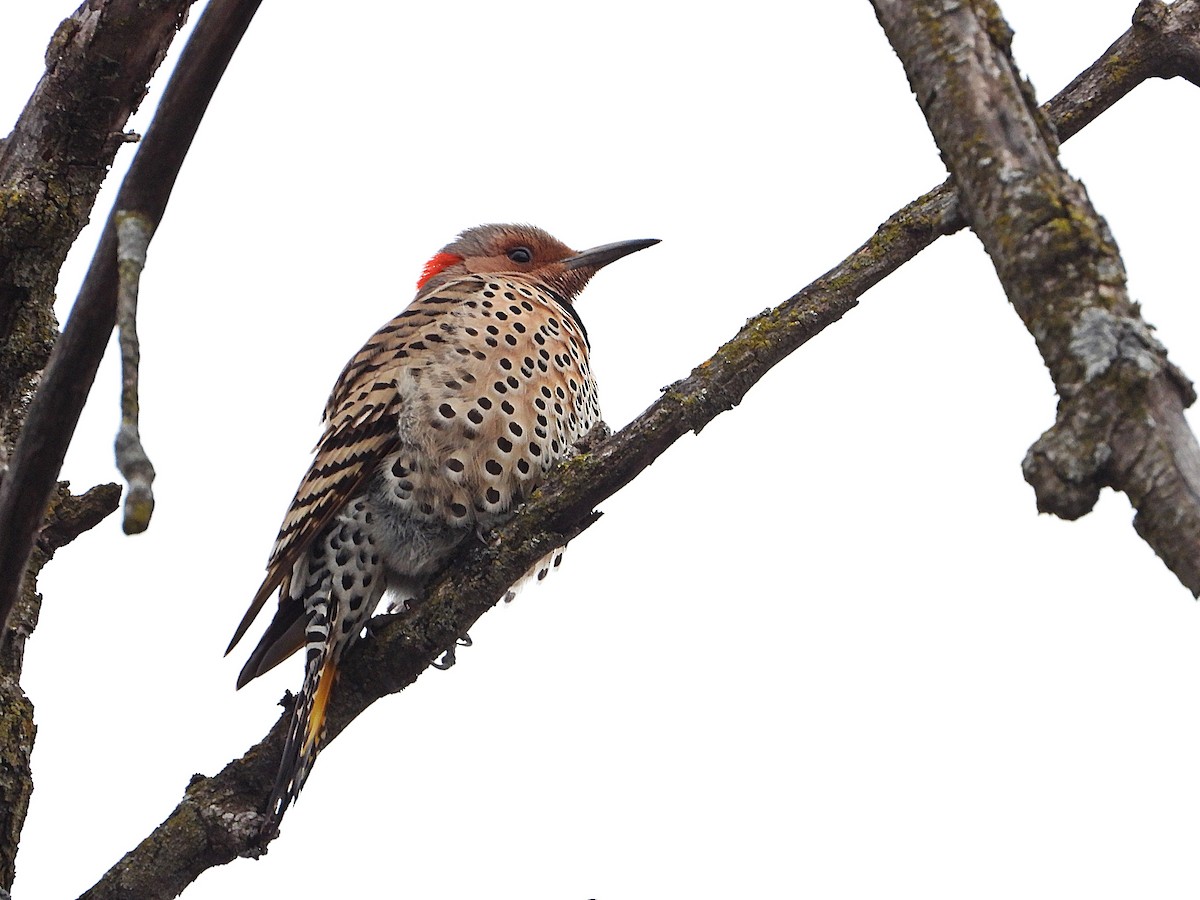 Northern Flicker - Pauline Binetruy