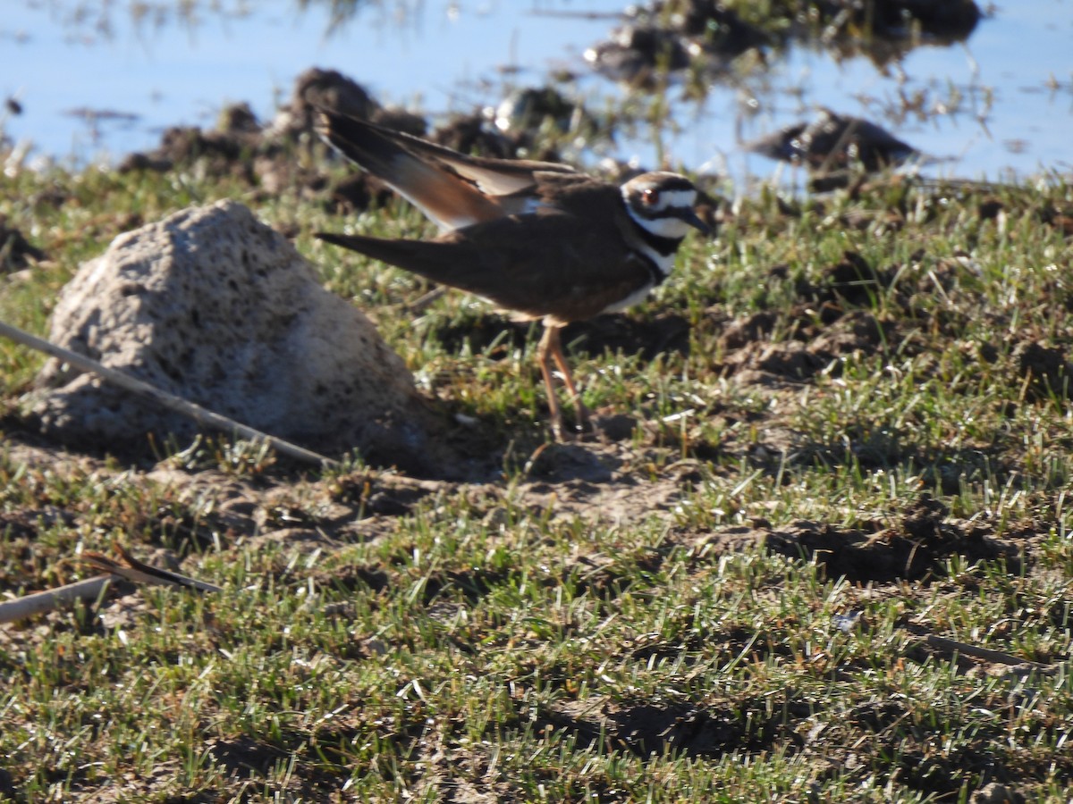 Killdeer - Beth Whittam