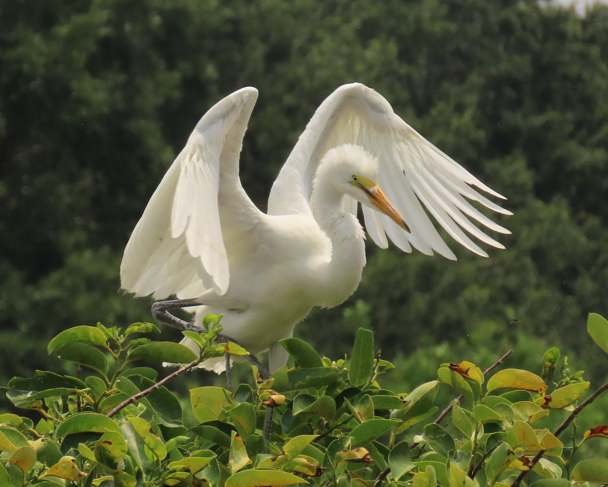 Great Egret - Laurie Witkin