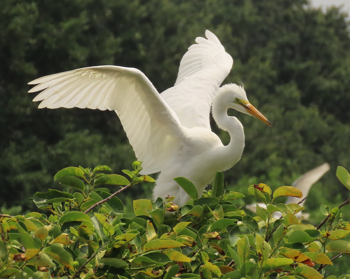 Great Egret - Laurie Witkin