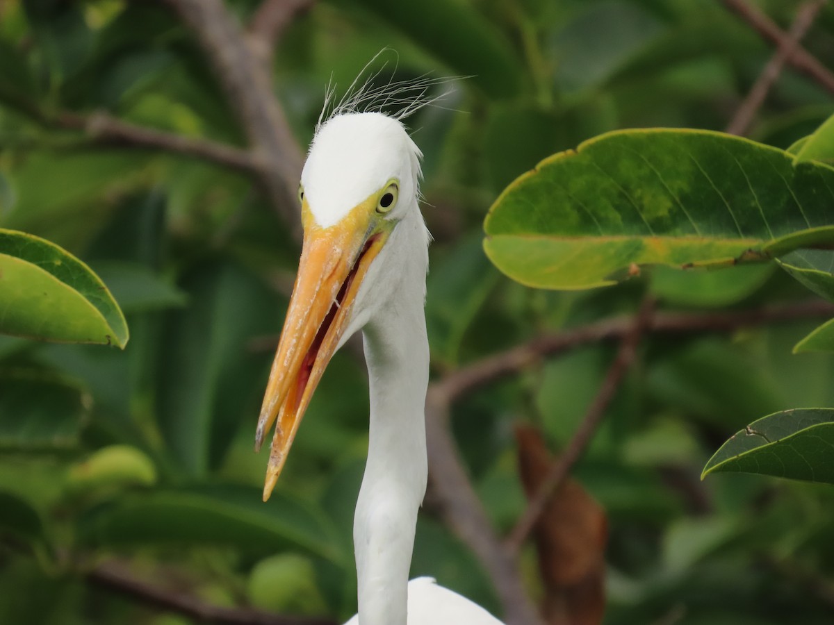 Great Egret - Laurie Witkin