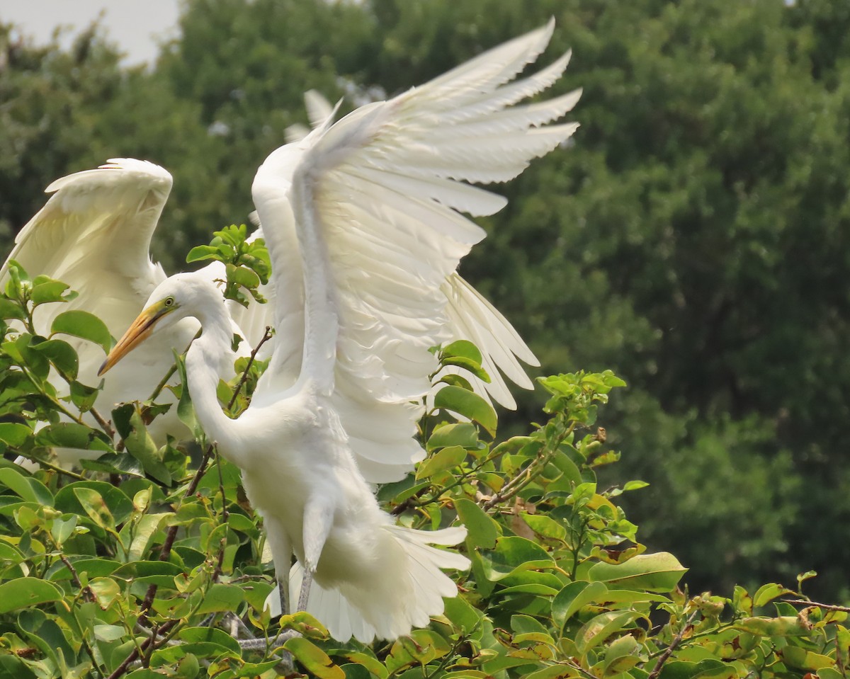 Great Egret - Laurie Witkin