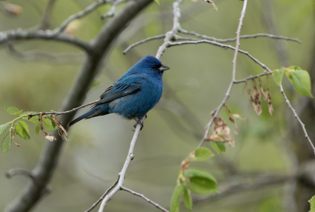 Indigo Bunting - Justin Labadie