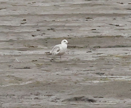 Ring-billed Gull - Millie and Peter Thomas