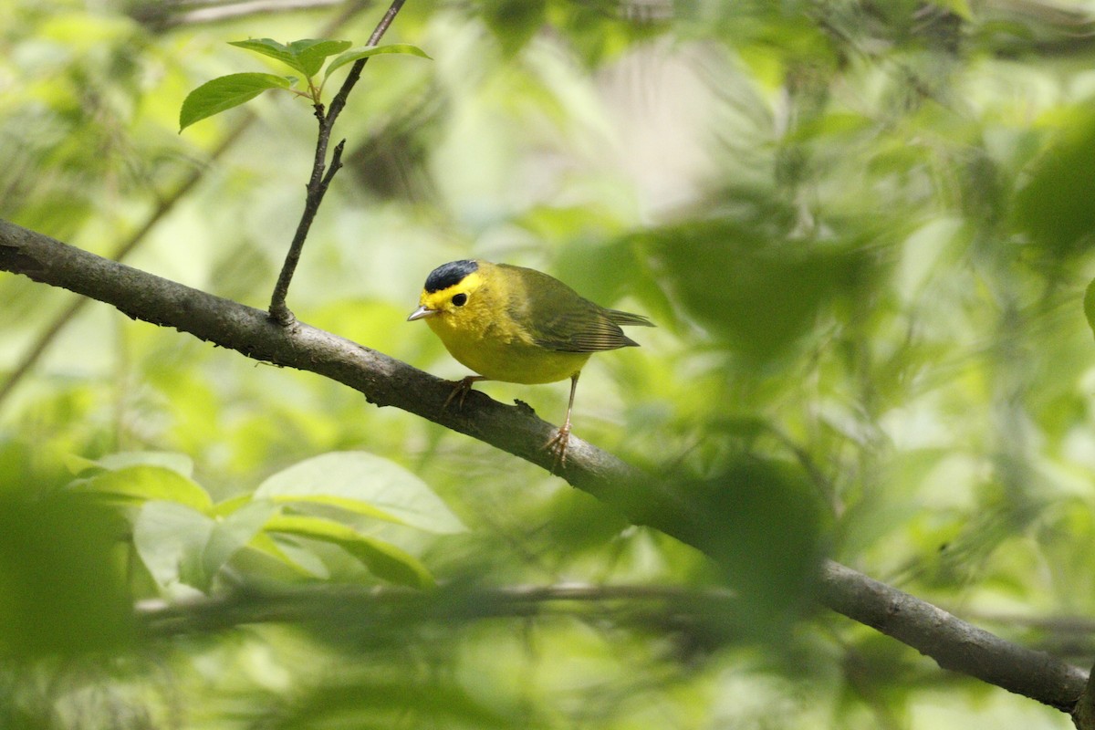 Wilson's Warbler - JUSTIN HOAGE