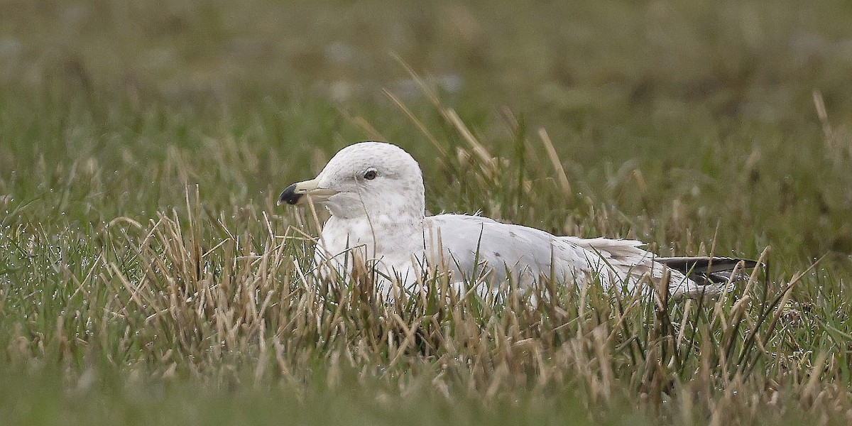 Herring Gull (American) - ML618841116