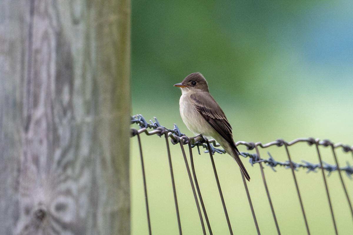 Eastern Wood-Pewee - Joe Mahaffey