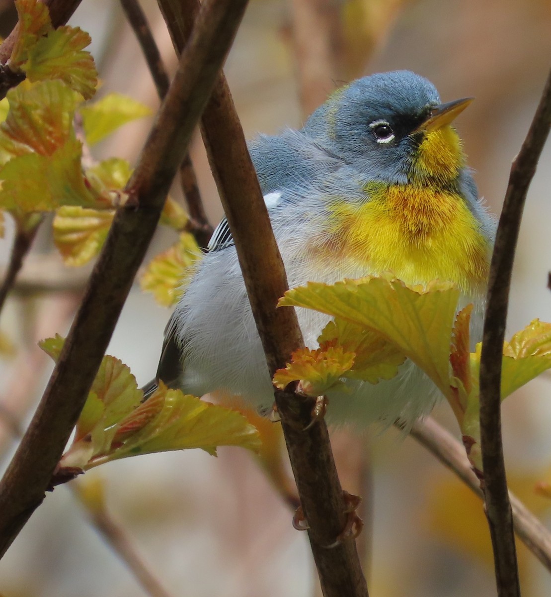 Northern Parula - Gisele d'Entremont