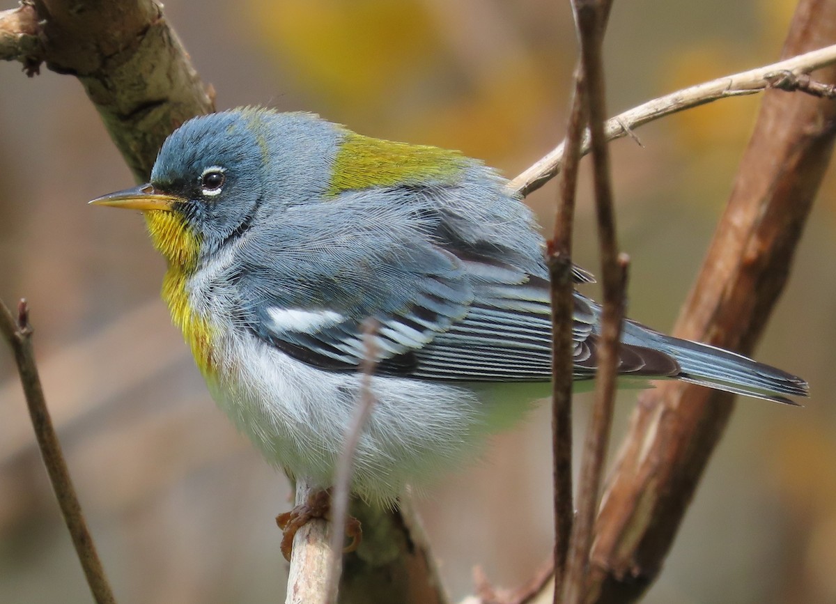 Northern Parula - Gisele d'Entremont