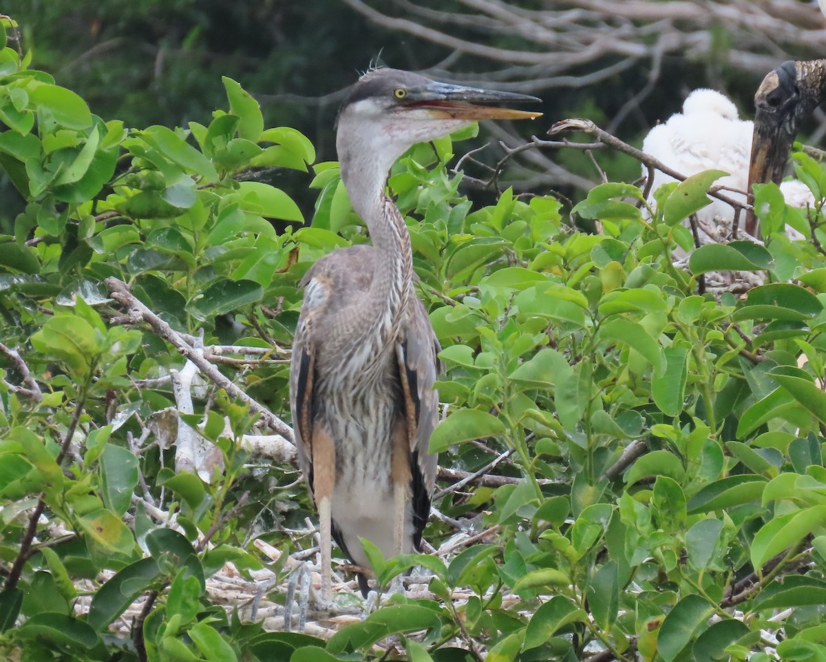 Great Blue Heron - Laurie Witkin