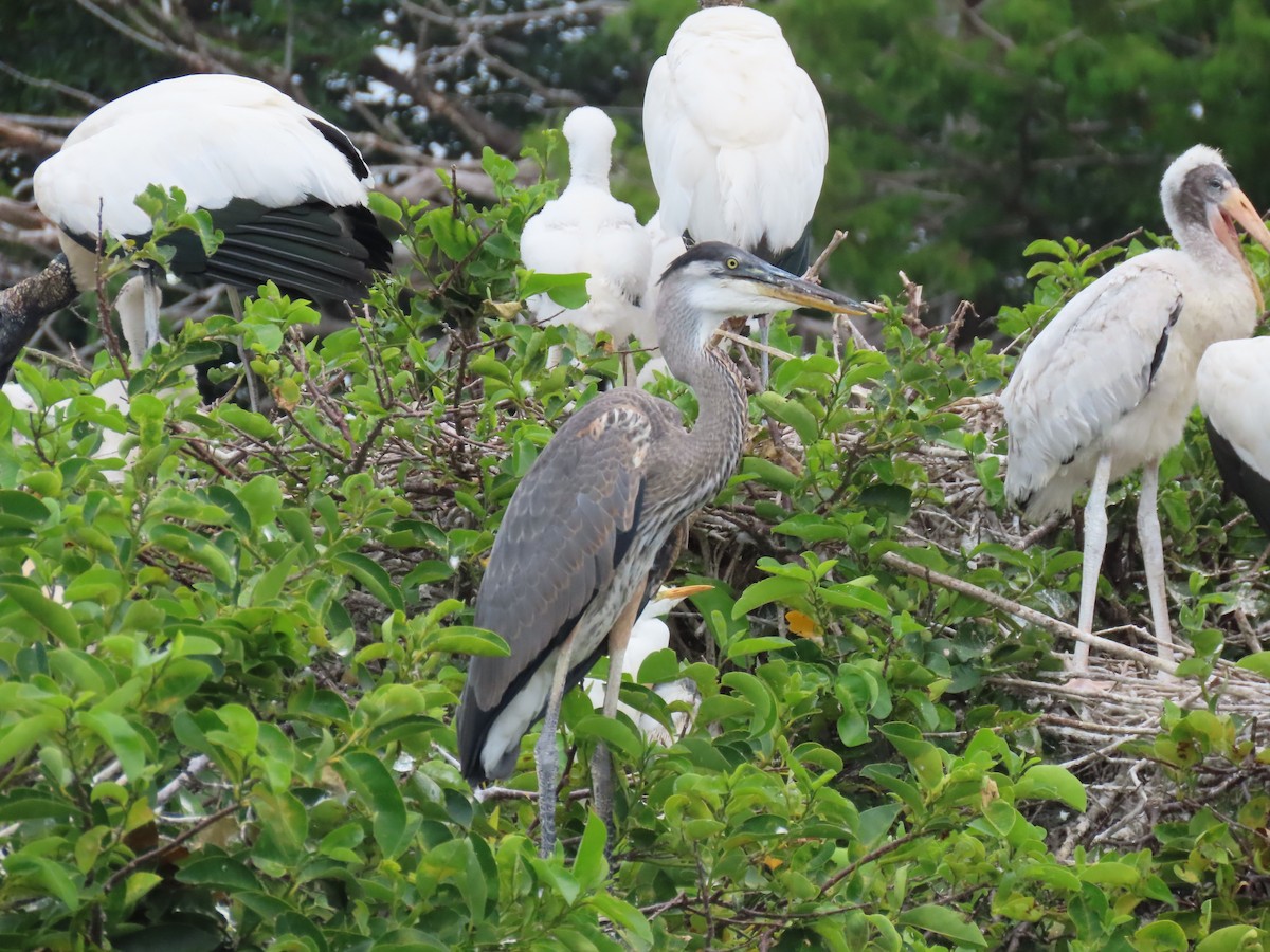 Great Blue Heron - Laurie Witkin