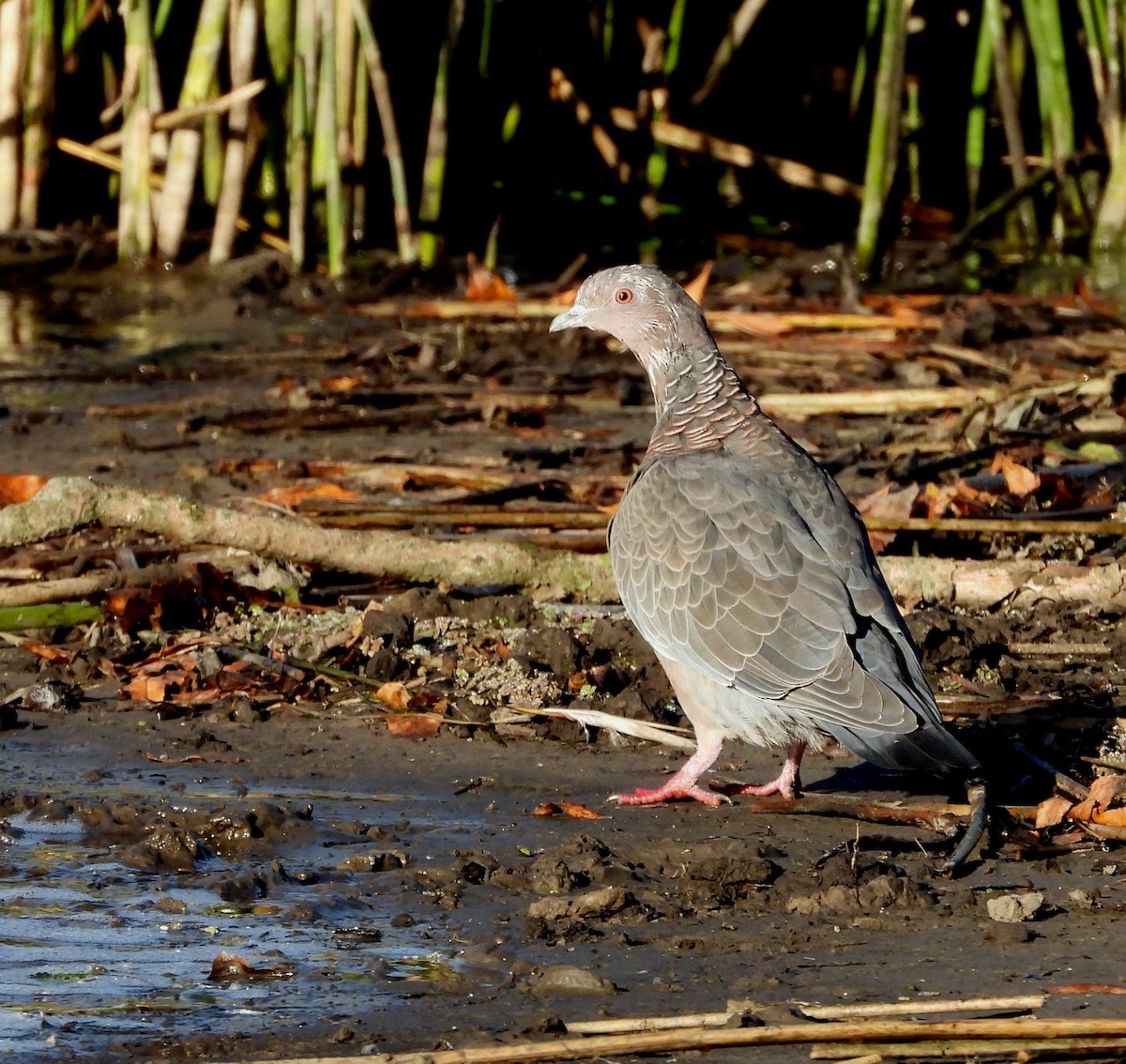 Picazuro Pigeon - Hector Garcia