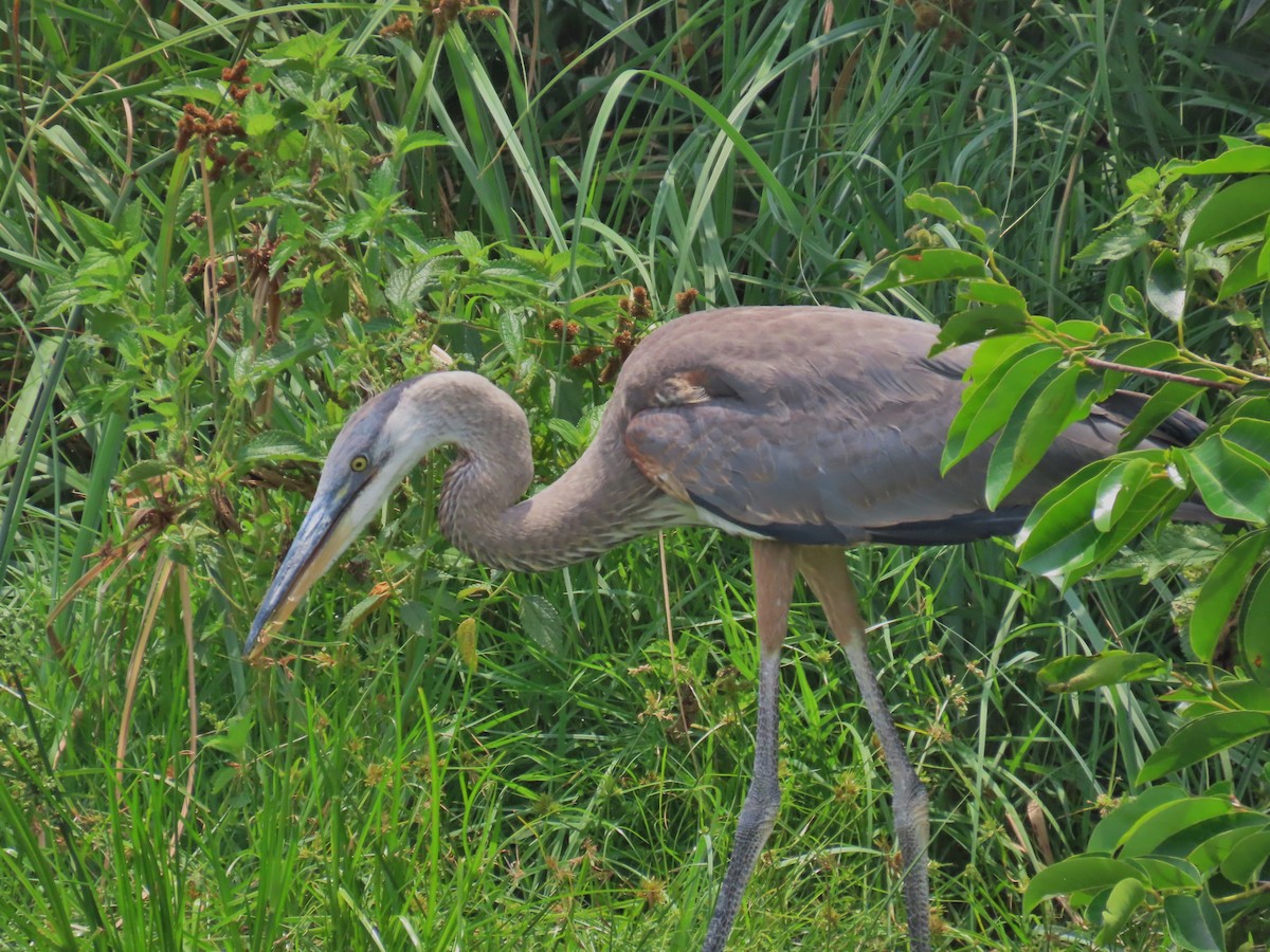 Great Blue Heron - Laurie Witkin