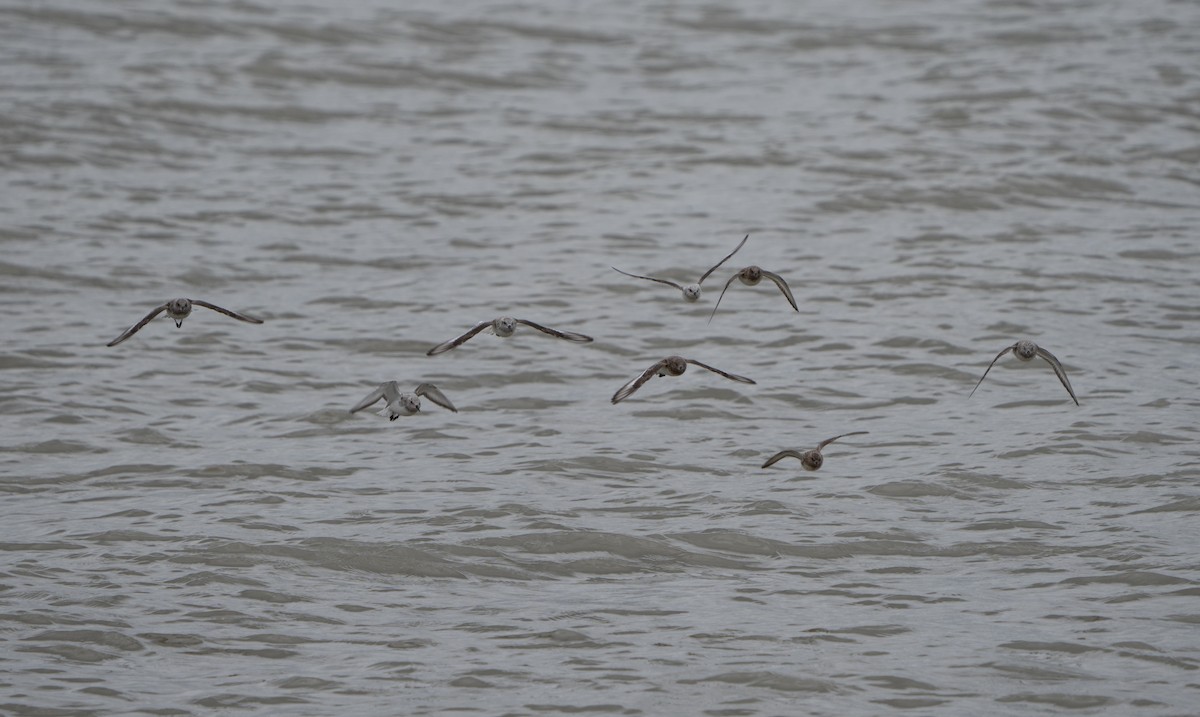 Sanderling - Justin Labadie