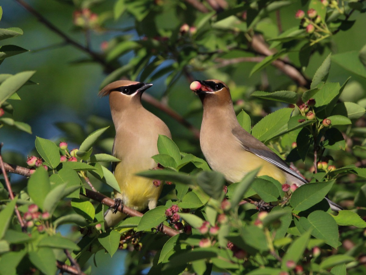 Cedar Waxwing - David Tilson