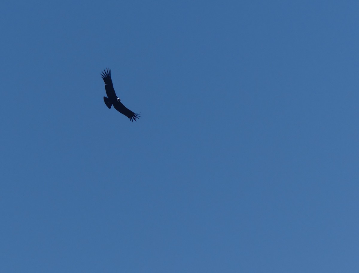 Andean Condor - joaquin vial