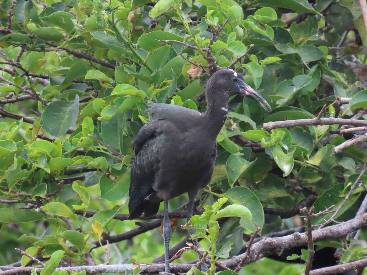 Glossy Ibis - Laurie Witkin