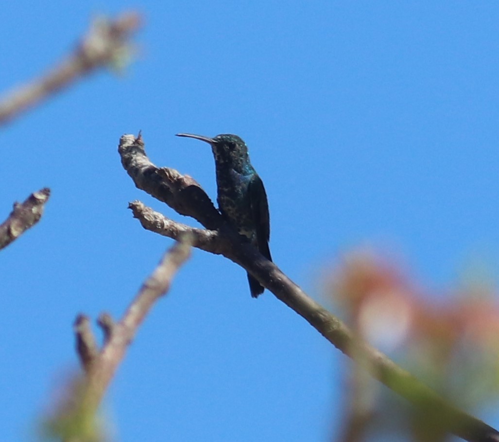 Sapphire-bellied Hummingbird - Juanita Aldana-Domínguez