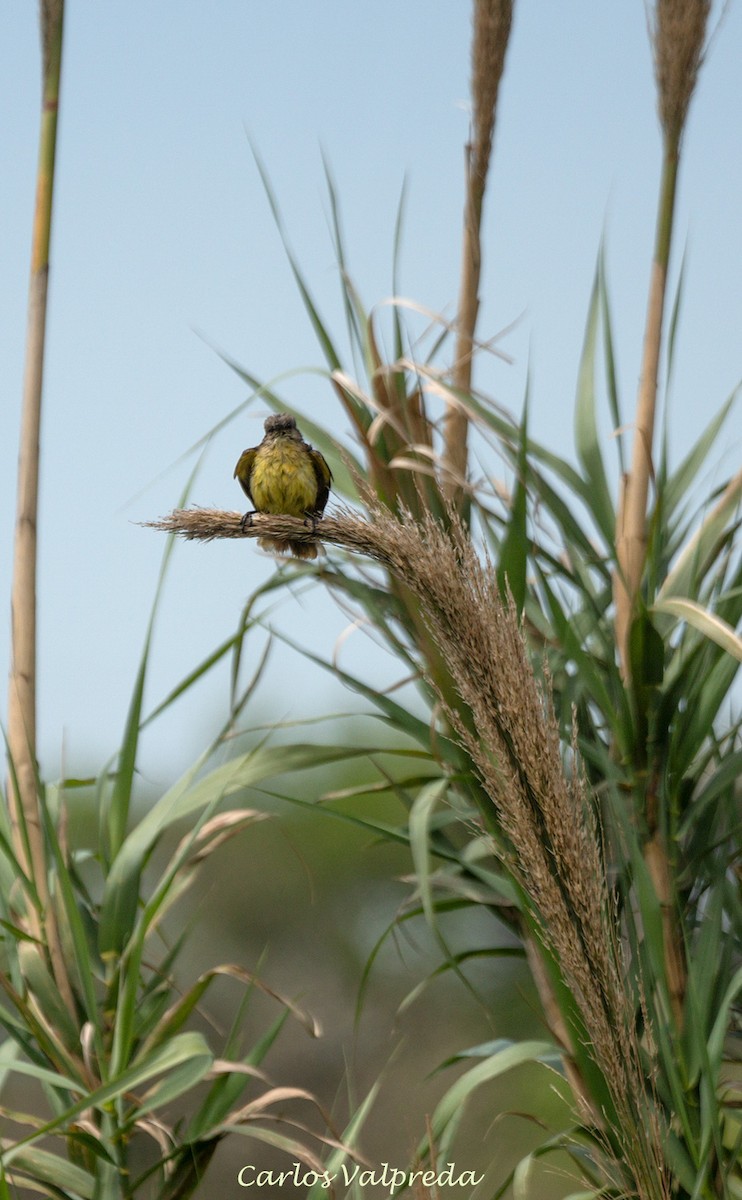 Tropical Kingbird - Carlos Valpreda