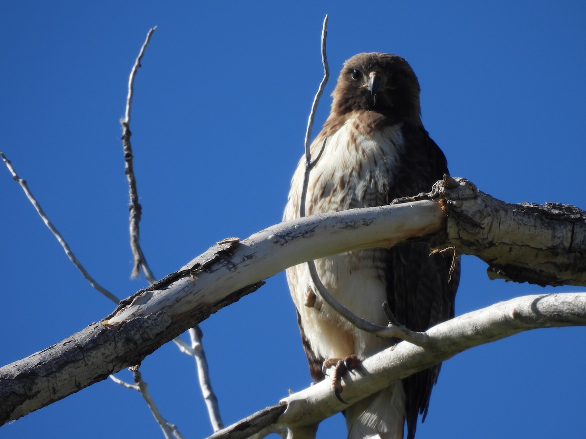 Red-tailed Hawk - Beth Whittam