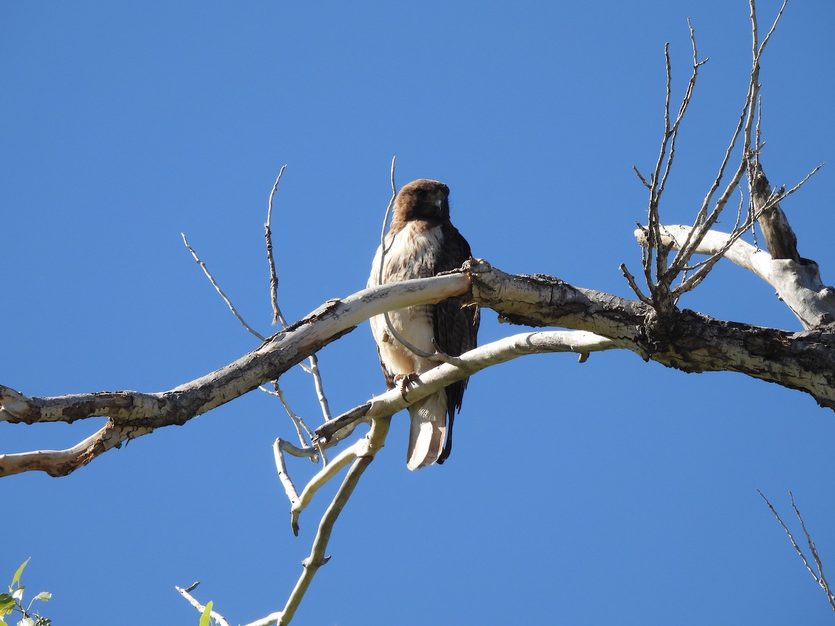 Red-tailed Hawk - Beth Whittam