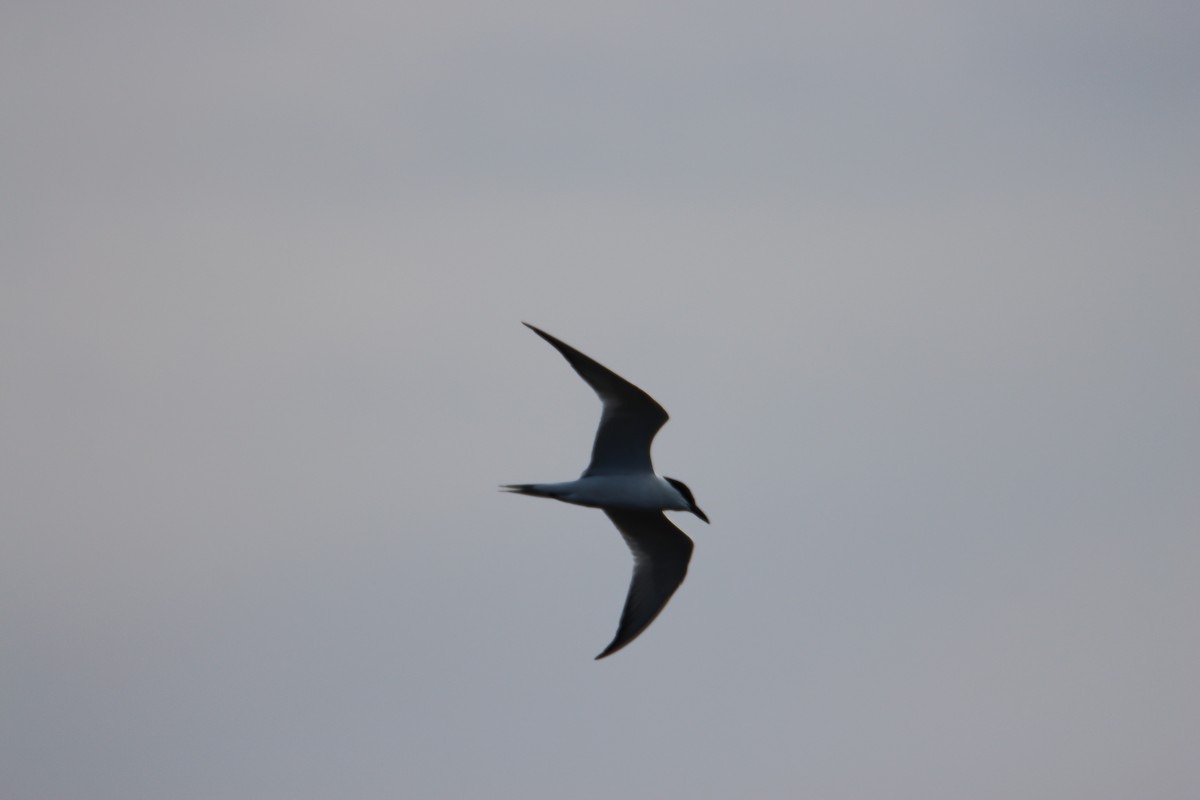 Forster's Tern - John Keegan