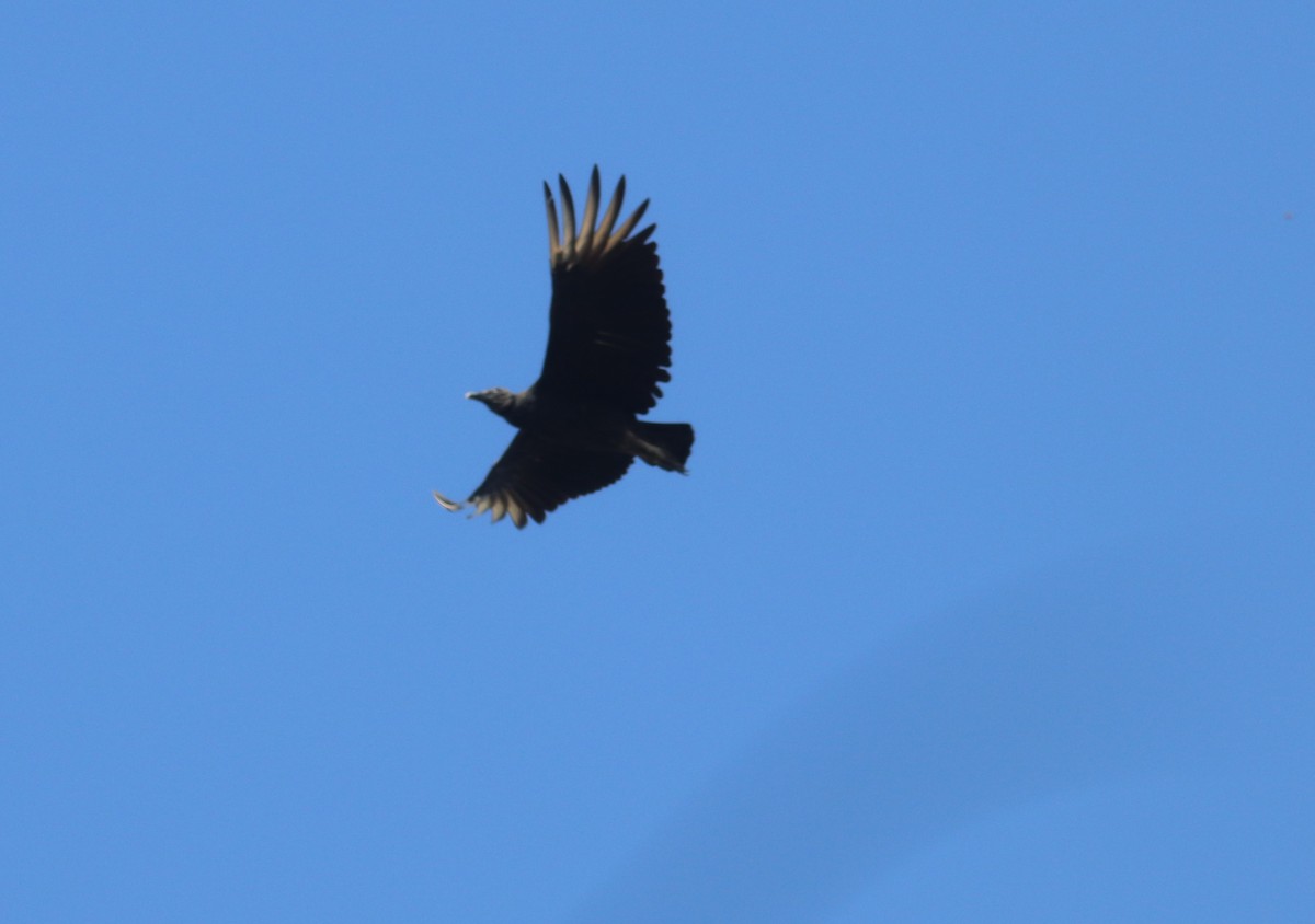 Black Vulture - Juanita Aldana-Domínguez