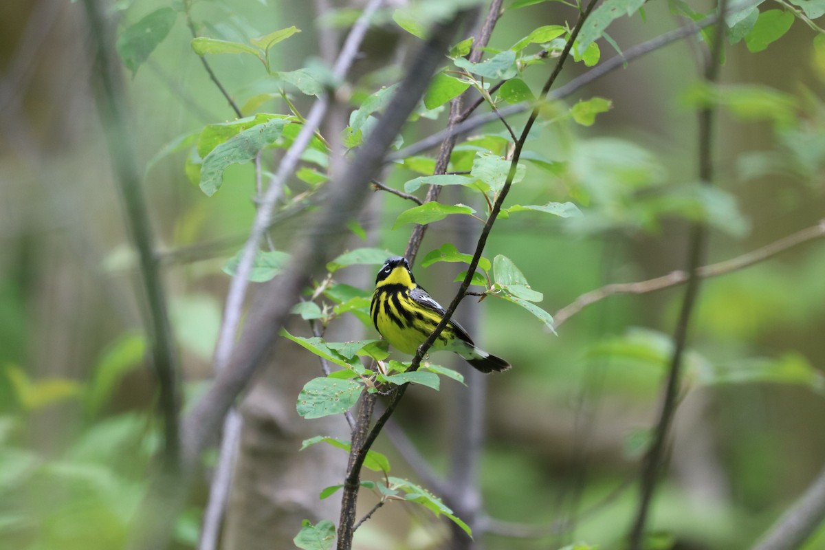 Magnolia Warbler - JUSTIN HOAGE