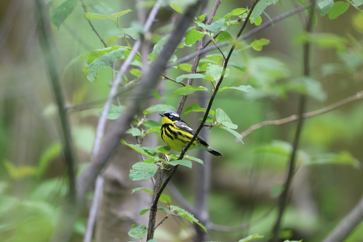 Magnolia Warbler - JUSTIN HOAGE