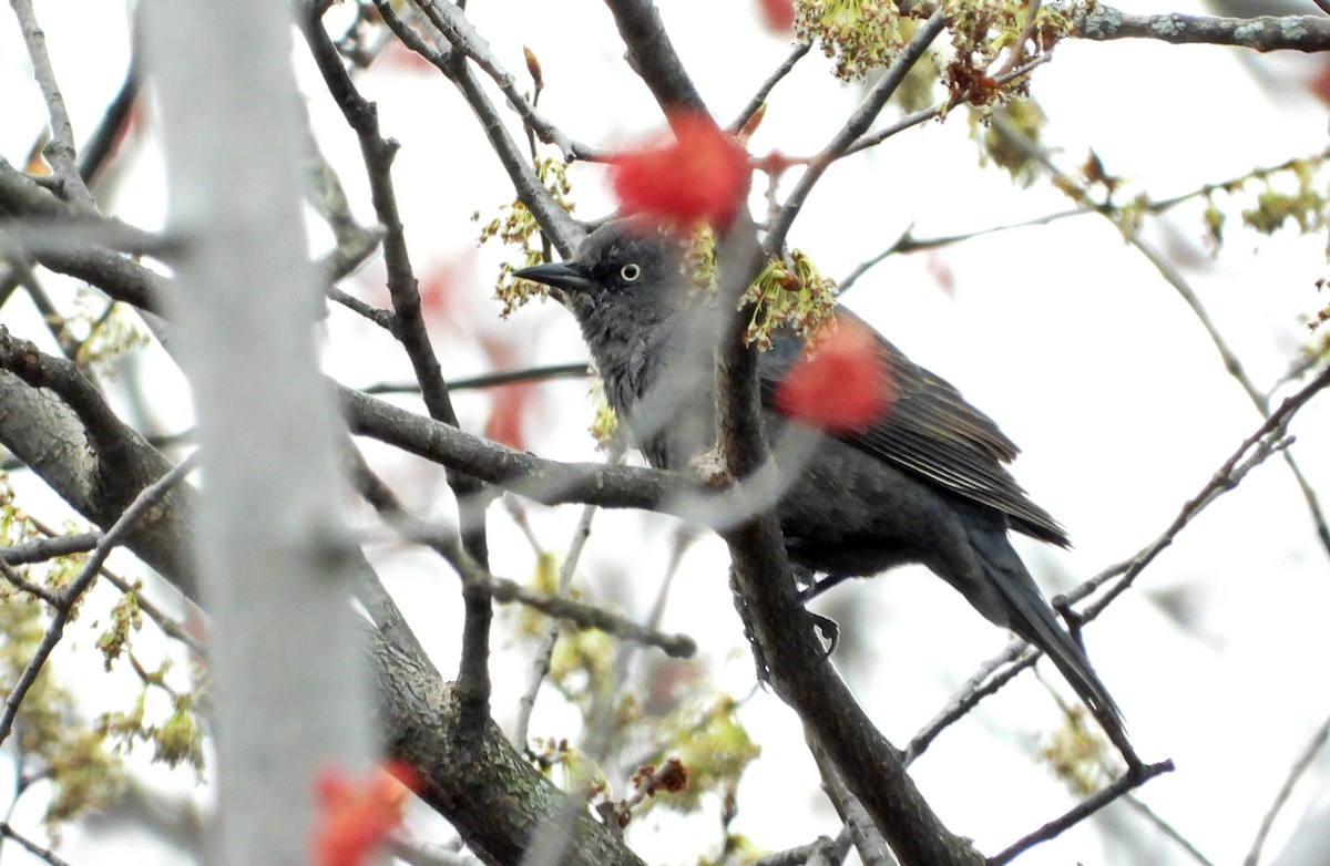 Rusty Blackbird - ML618841185