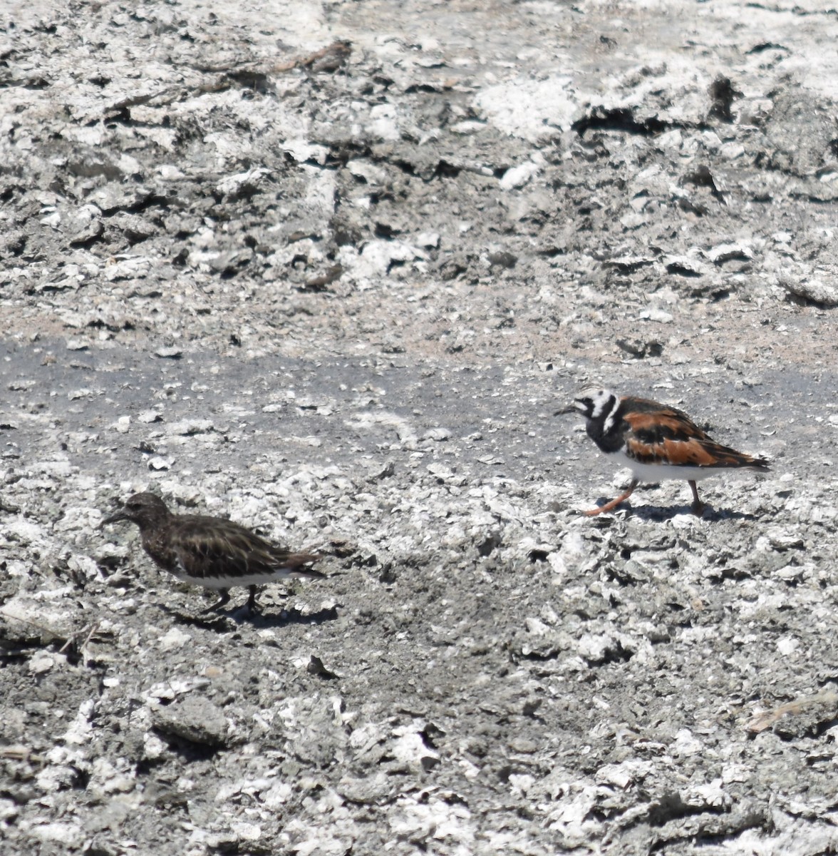 Black Turnstone - Bill Tweit