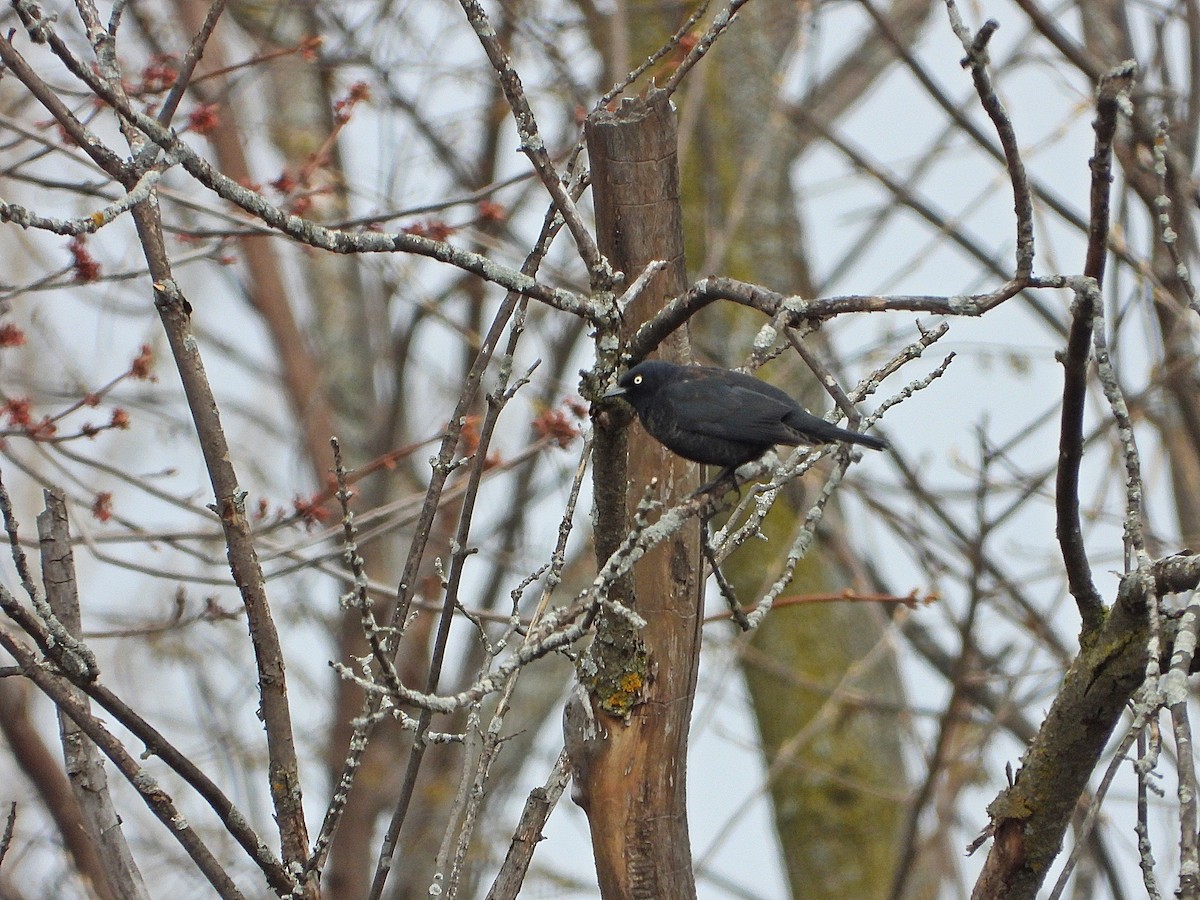 Rusty Blackbird - Pauline Binetruy