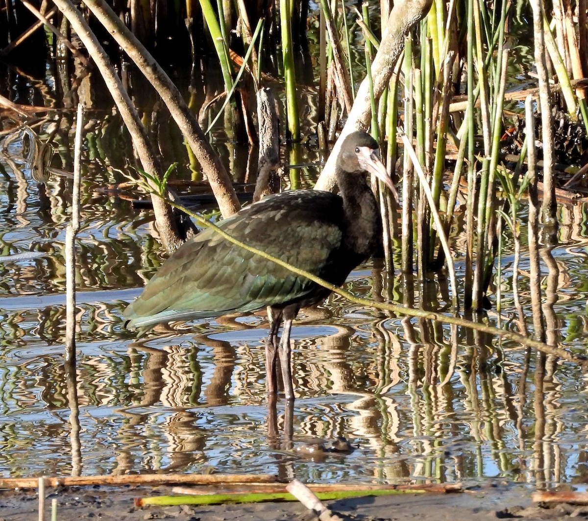 Bare-faced Ibis - Hector Garcia