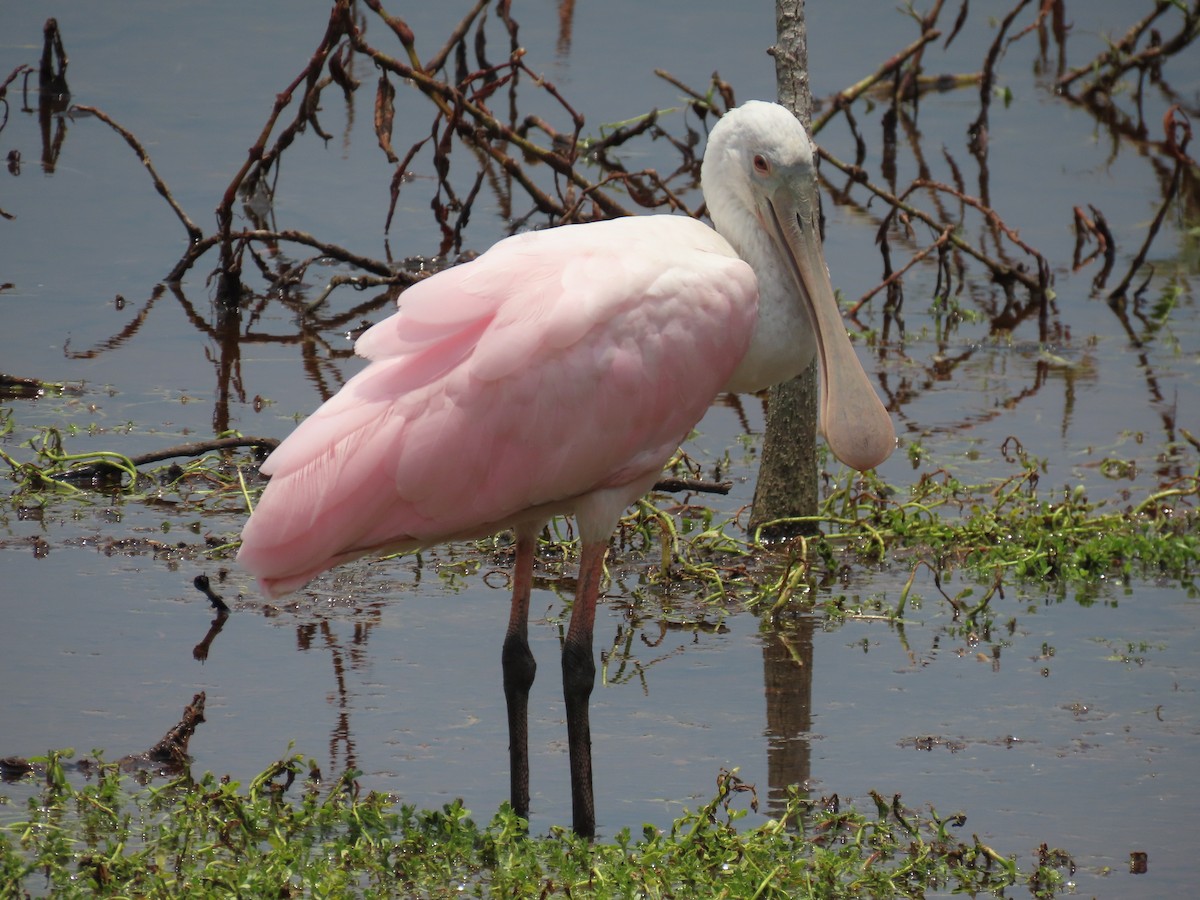 Roseate Spoonbill - Laurie Witkin