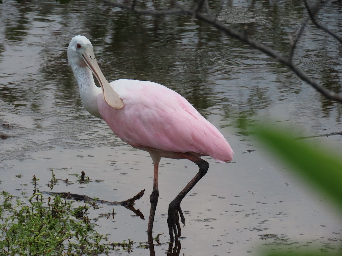 Roseate Spoonbill - Laurie Witkin