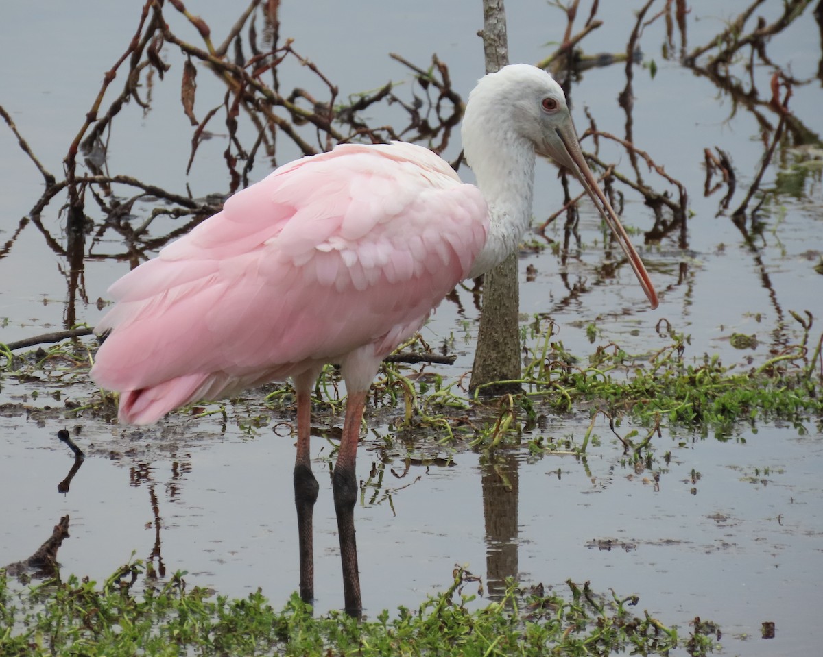 Roseate Spoonbill - Laurie Witkin