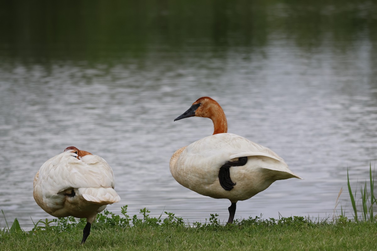 Trumpeter Swan - Joanne Morrissey