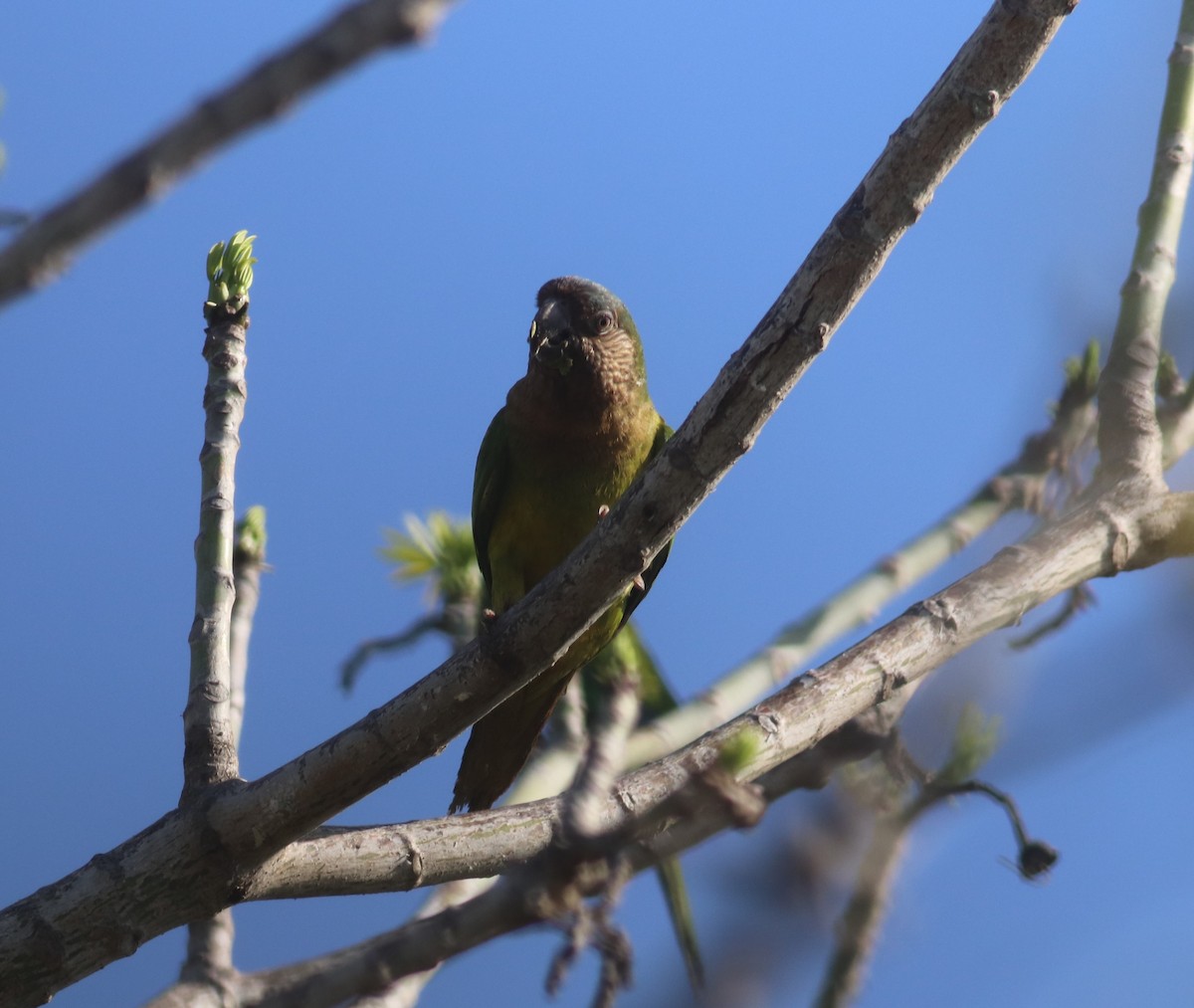 Brown-throated Parakeet - Juanita Aldana-Domínguez