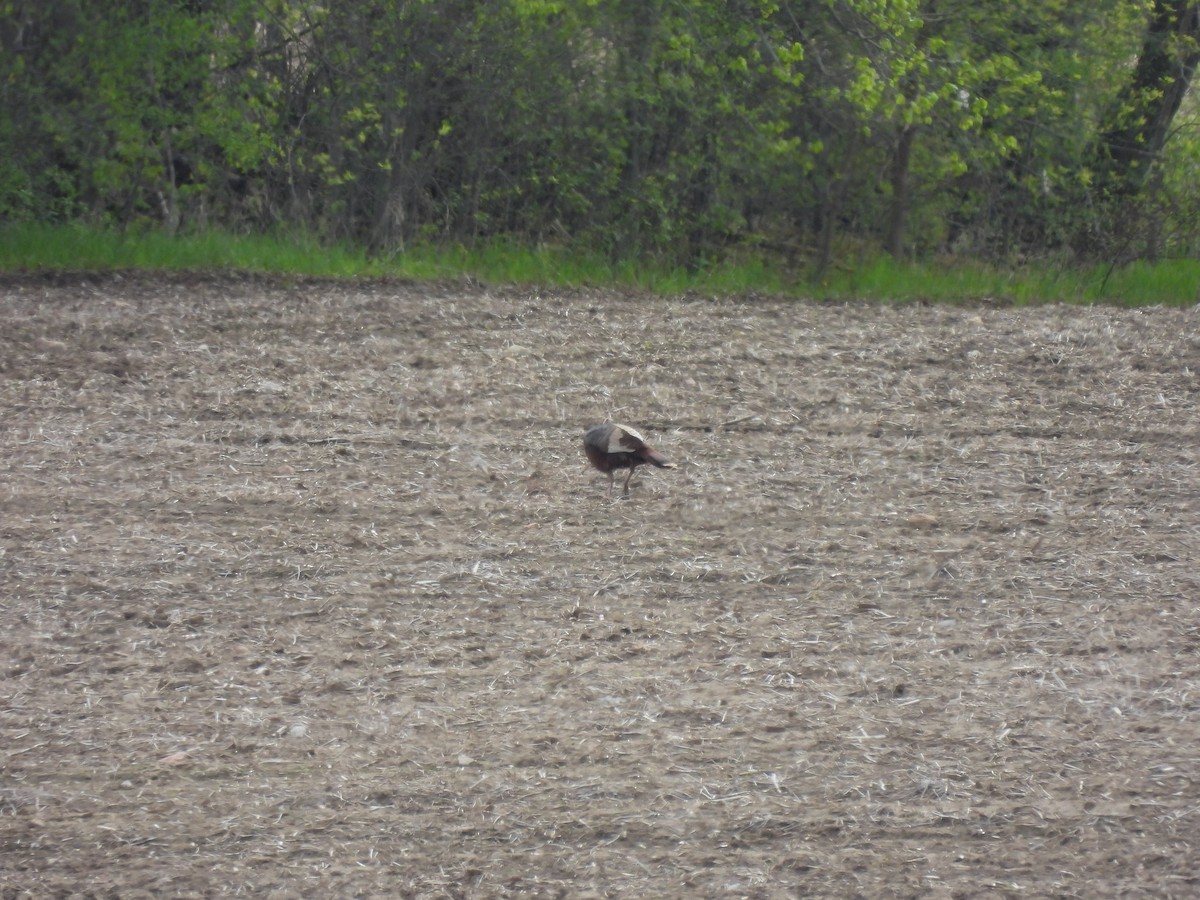 Wild Turkey - Alexander R