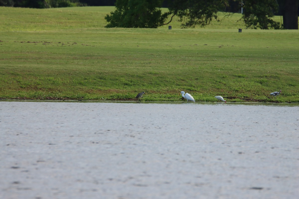 Black-crowned Night Heron - ML618841230