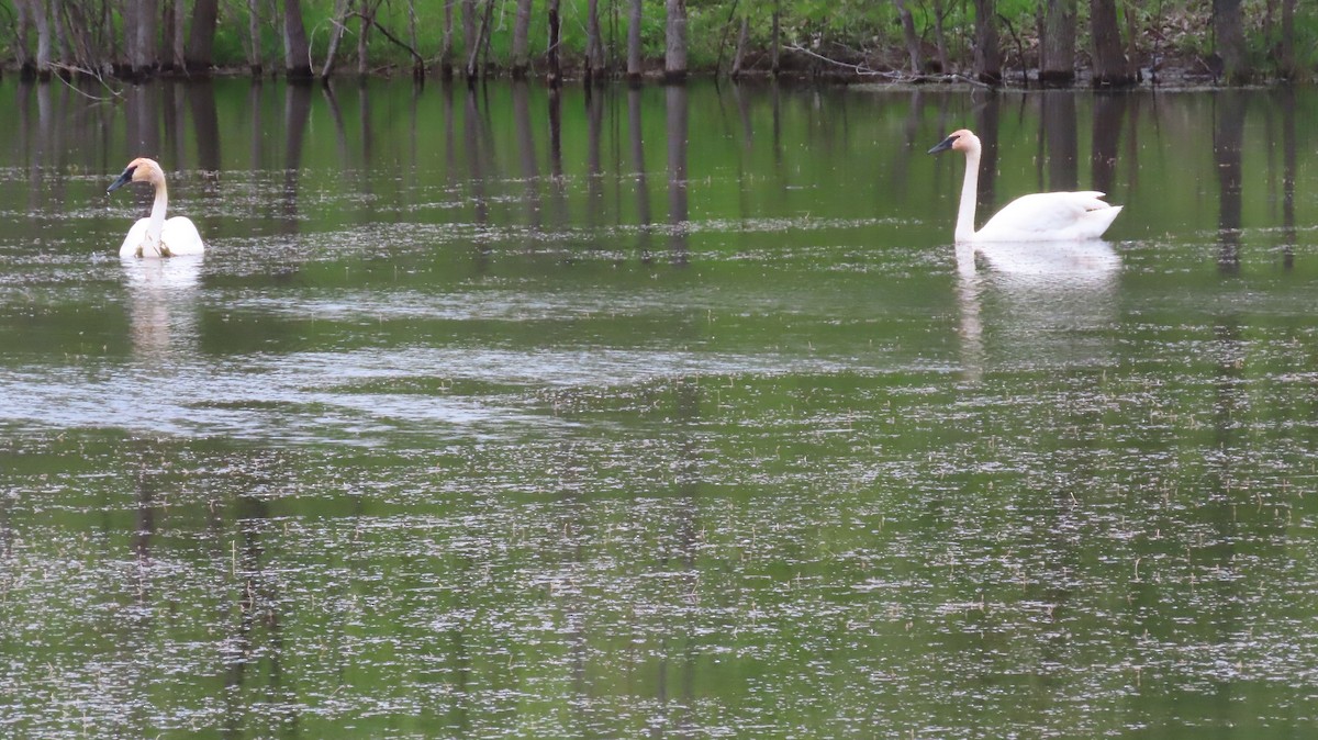 Trumpeter Swan - Tom Shaffer