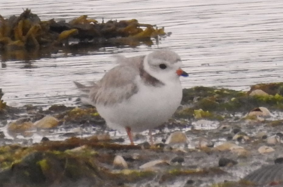 Piping Plover - Moe Molander