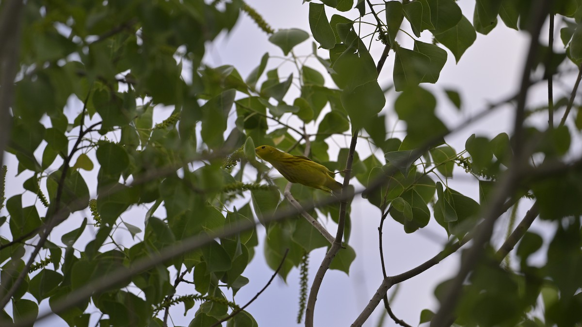 Yellow Warbler - Katherine Pyatt