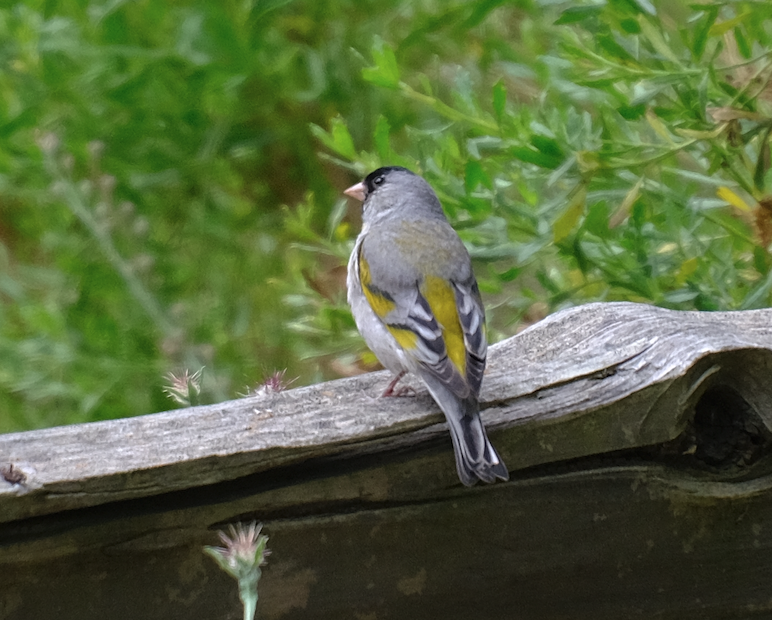 Lawrence's Goldfinch - ML618841270