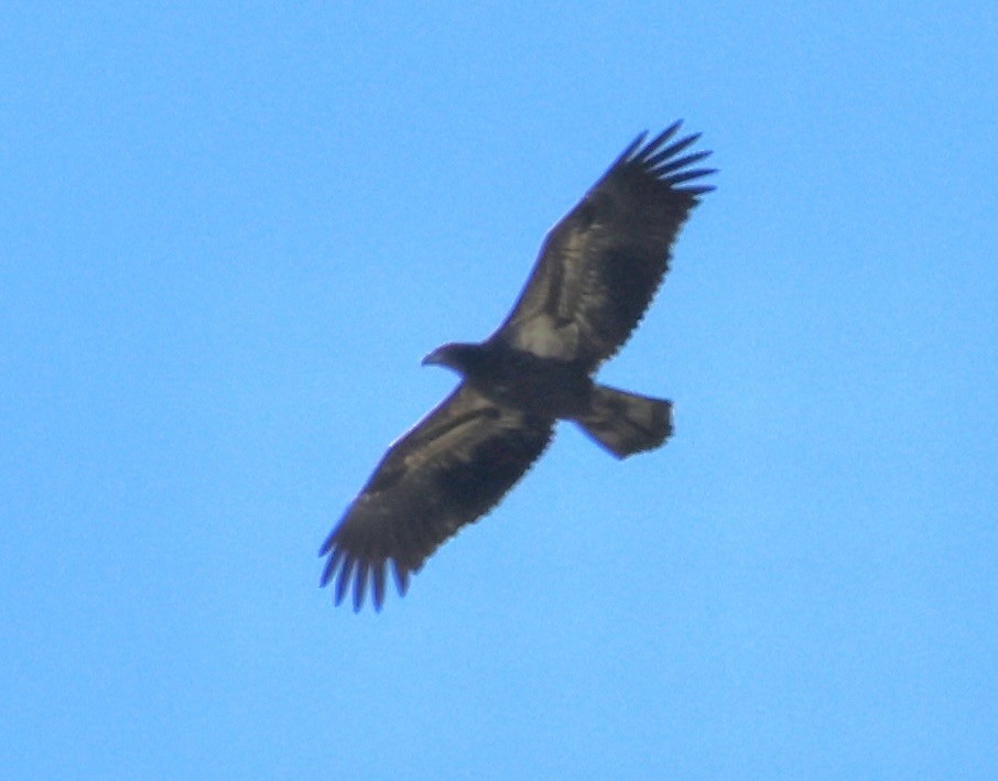 Bald Eagle - Charlie   Nims