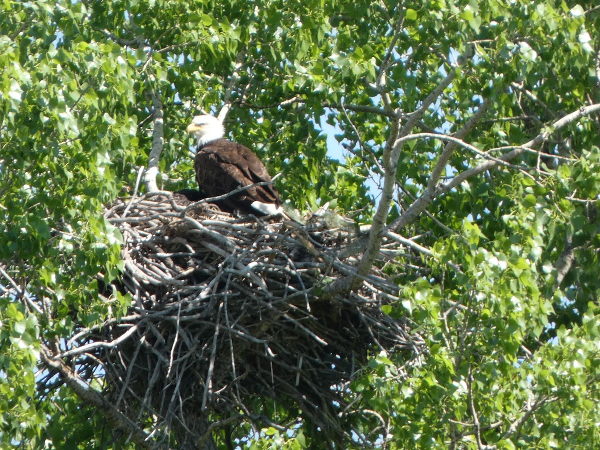 Bald Eagle - Keith Roragen