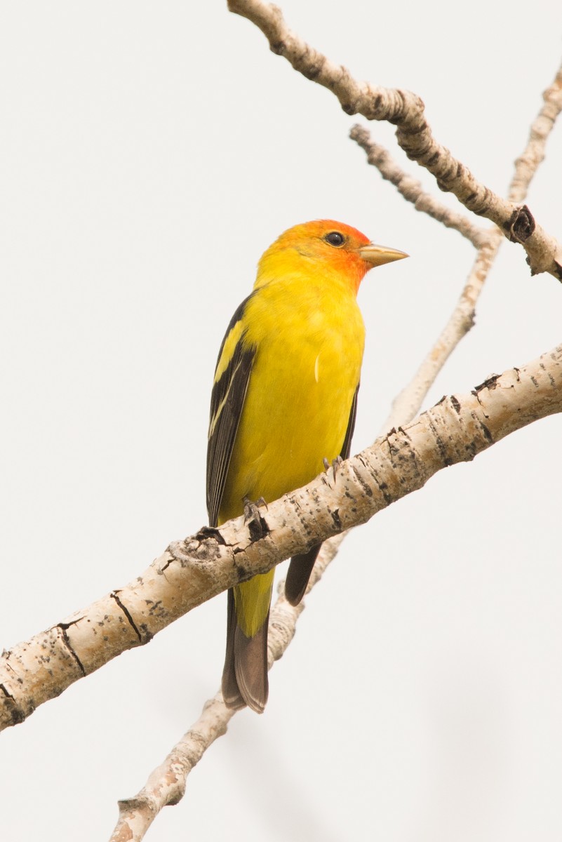 Western Tanager - James Dennett