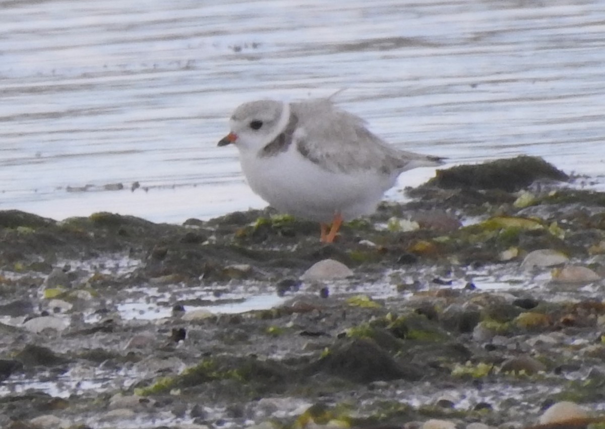 Piping Plover - Moe Molander