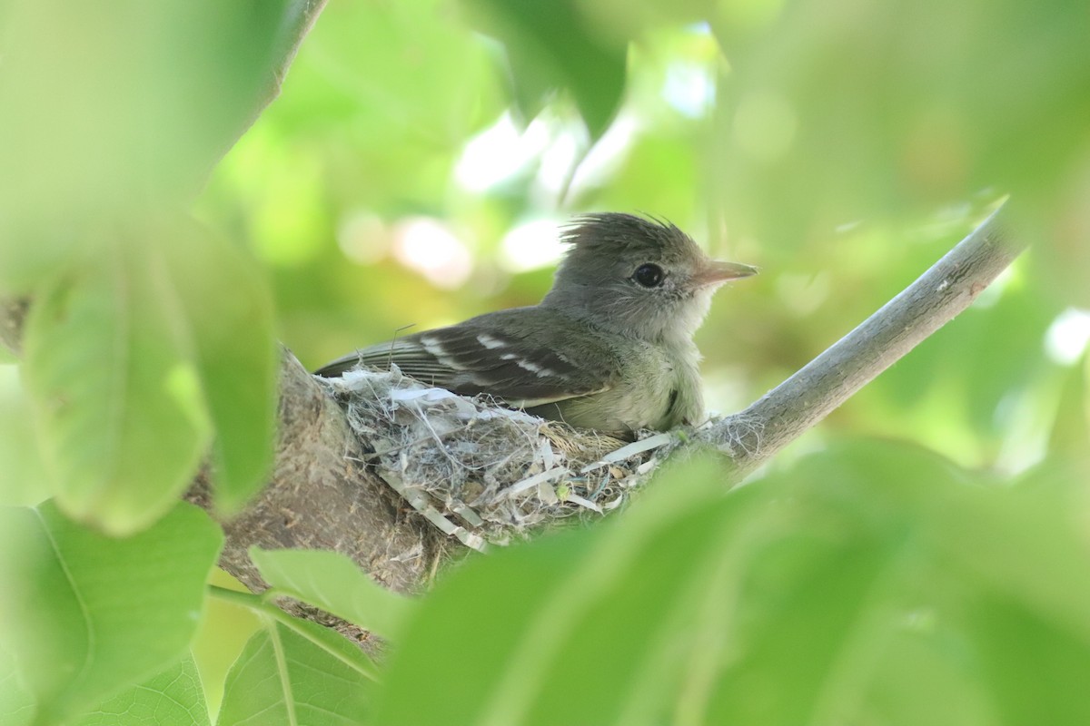 Yellow-bellied Elaenia - Juanita Aldana-Domínguez